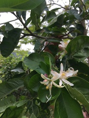 Citrus