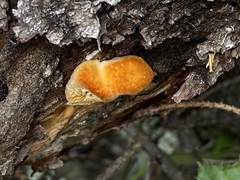 Gloeophyllum sepiarium