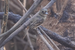 Knipolegus hudsoni