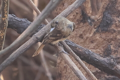 Knipolegus hudsoni