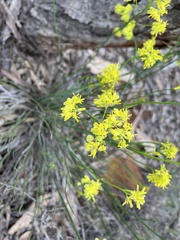 Glischrocaryon behrii