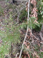 Billardiera scandens