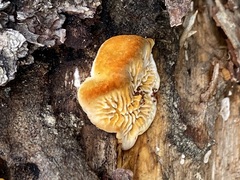 Gloeophyllum sepiarium