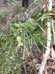 Billardiera scandens