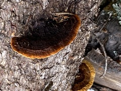 Gloeophyllum sepiarium