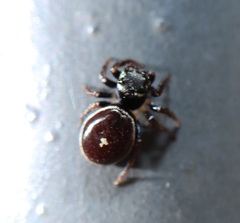 Zenodorus orbiculatus