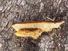 Gloeophyllum sepiarium