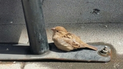 Passer domesticus