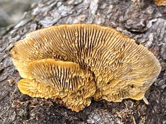 Gloeophyllum sepiarium