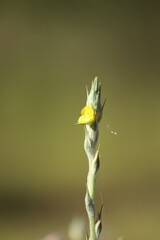 Philydrum lanuginosum