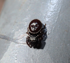 Zenodorus orbiculatus