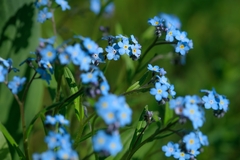 Myosotis sylvatica