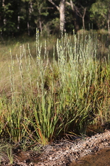 Philydrum lanuginosum