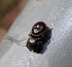Zenodorus orbiculatus