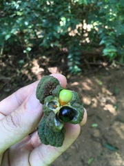 Cupania