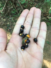 Cupania