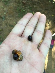 Cupania