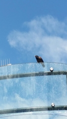 Acridotheres tristis