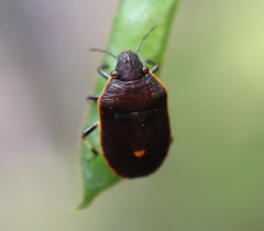 Lubentius marginellus