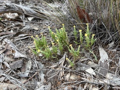 Podotheca angustifolia