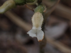 Cheirostylis notialis