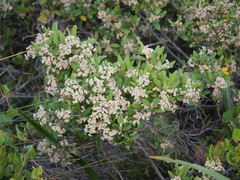 Spyridium globulosum