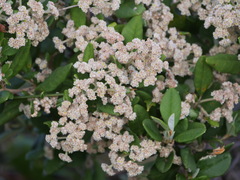 Spyridium globulosum