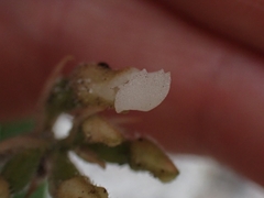 Cheirostylis notialis