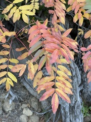 Sorbus scopulina