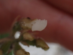 Cheirostylis notialis