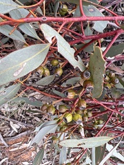 Eucalyptus incrassata