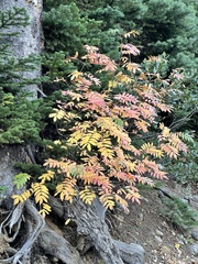 Sorbus scopulina