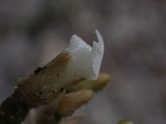 Cheirostylis notialis