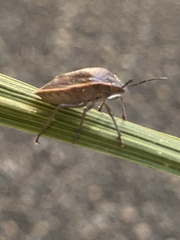 Chlorochroa ligata