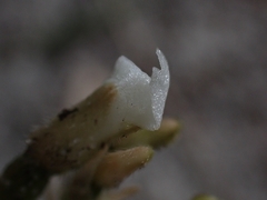 Cheirostylis notialis