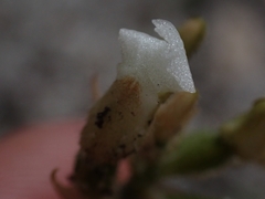 Cheirostylis notialis