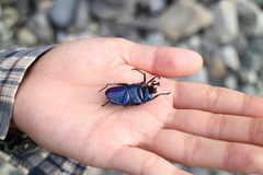 Trigonophorus rothschildi