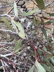 Eucalyptus incrassata