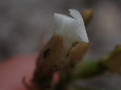 Cheirostylis notialis