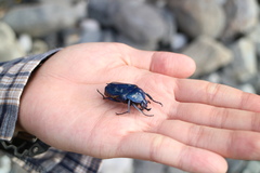 Trigonophorus rothschildi