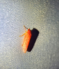 Gyponana gladia