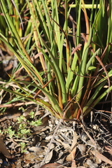 Philydrum lanuginosum