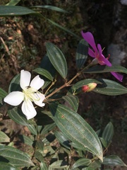Melastomeae