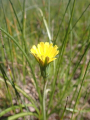 Microseris scapigera