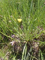 Microseris scapigera