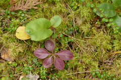Polygaloides paucifolia