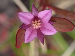 Boronia parviflora