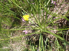 Microseris scapigera