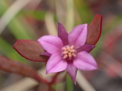 Boronia parviflora