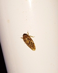 Xestocephalus tessellatus